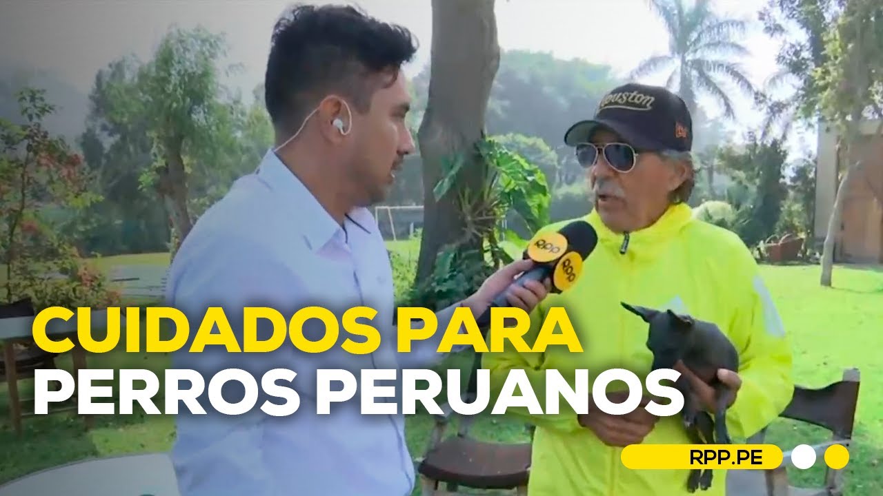 ¿Qué cuidados necesita el perro peruano?
