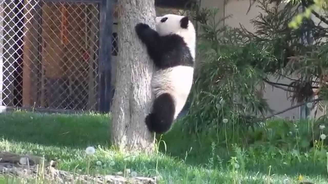 Happy Mother's Day Mei Xiang and Bao Bao