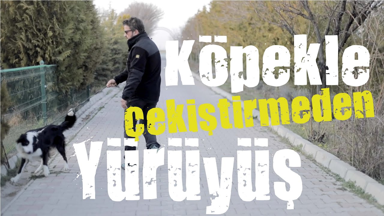 Köpeğim Sürekli Çekiştiriyor! Çekiştirmeden Nasıl Yürürüm?