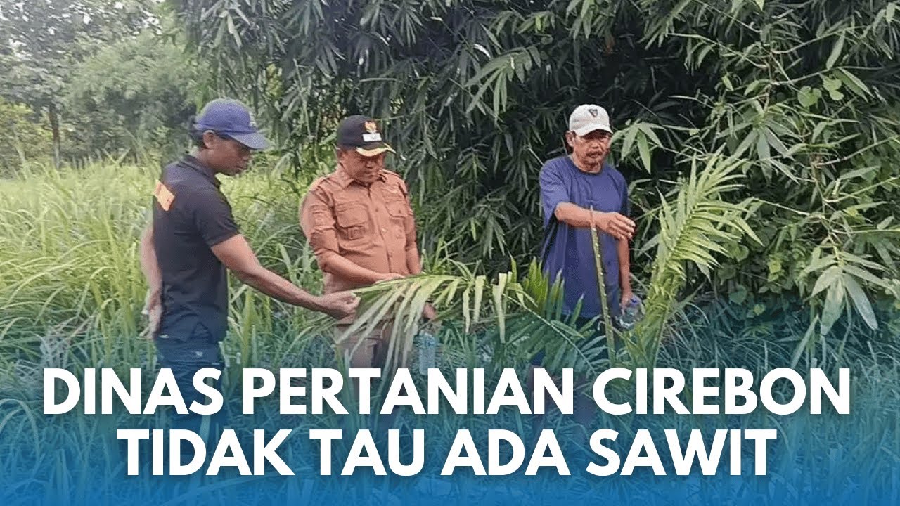 DINAS PERTANIAN IKUTAN KAGET! Pohon Sawit 6,5 HA Muncul Tiba-Tiba di Cigobang Cirebon
