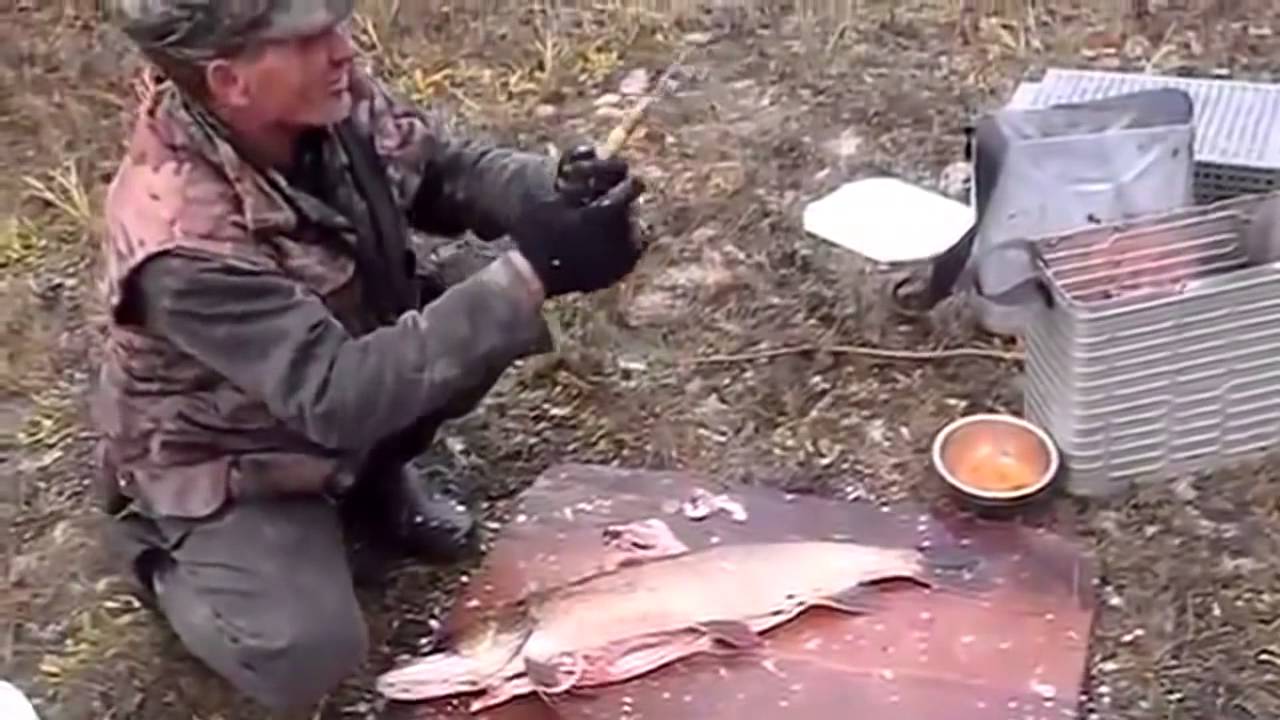 Что можно обнаружить в щуке - 5 невероятных находок