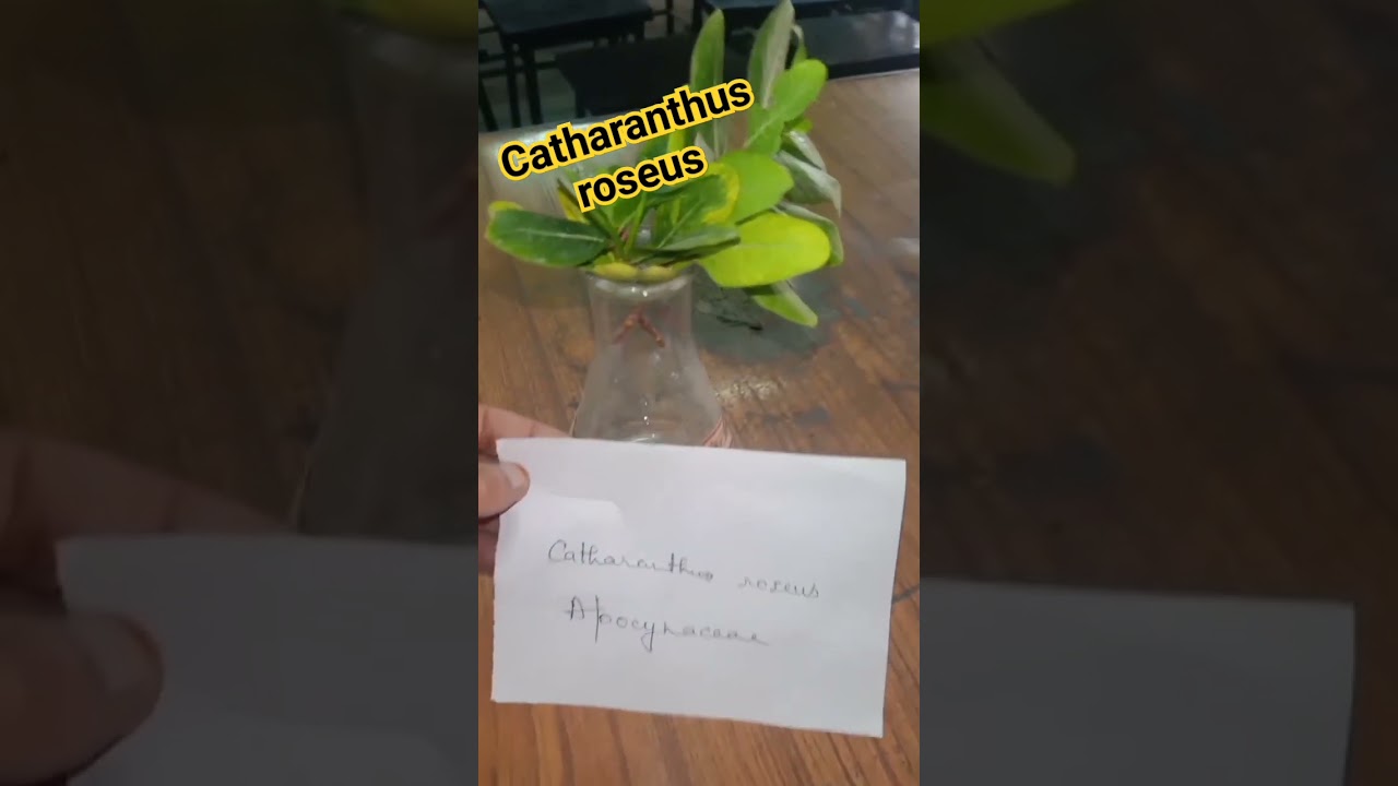 Taxonomy #Apocynaceae🍀#catharanthus roseus🍀 #brighteyes🌸 #bscbotany #practical🔬 @research_scholar_lb