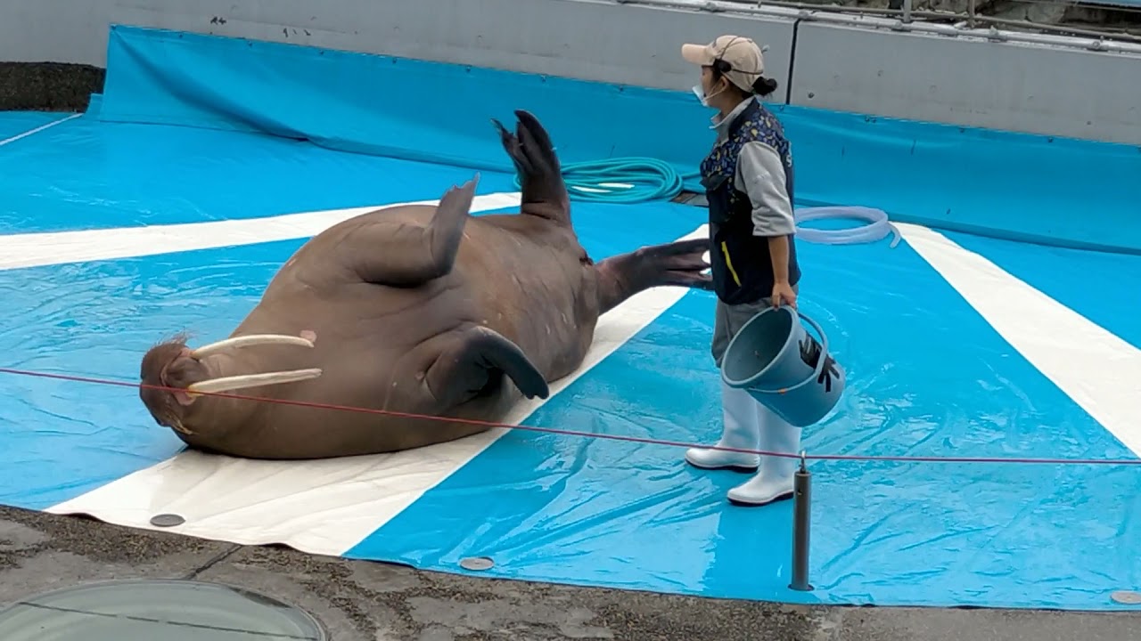 【うみたまご】2021.7.1トレーナーさんと泉ちゃん、中々サインを見ていない泉ちゃんもレアな光景