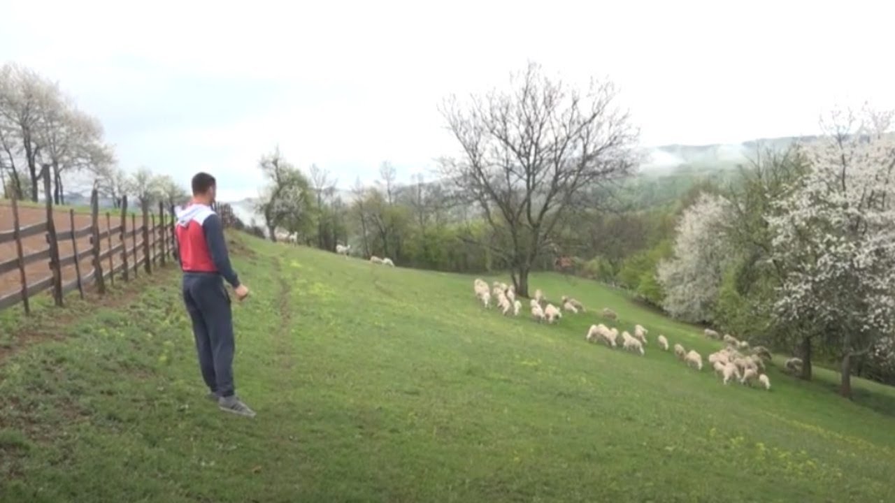 08.05.2020. RADOJE BLAGOJEVIĆ IZ VARDE KOD KOSJERIĆA BAVI SE OVČARSTVOM