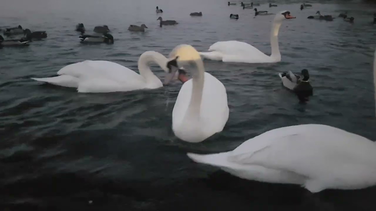 🇮🇪☘MUTE SWANS🦢MALLARD DUCKS🦆GULLS🕊KINNEGO MARINA IRELAND🇮🇪Subscribe🙏🏻LIKE🙏🏻#birdssounds💓#beautiful💓