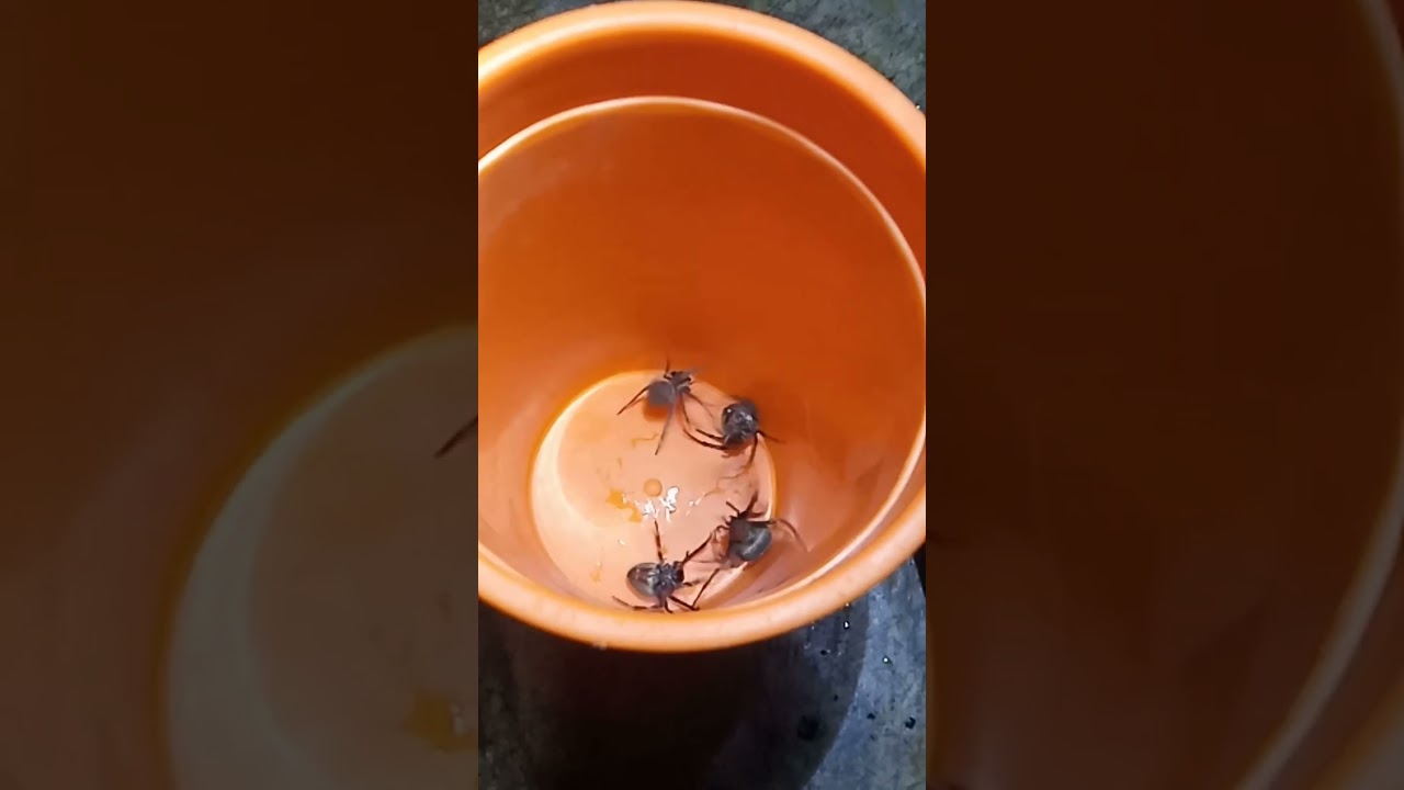 #spider#rambulan,