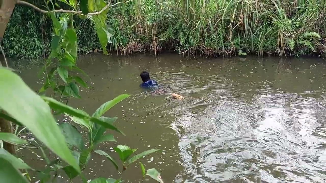 Rogoh adalah cara tradisional menangkap ikan di sungai #pencariikan 