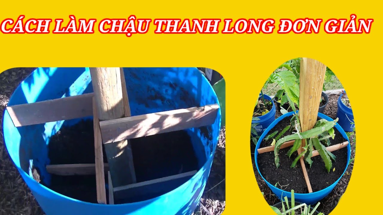 CÁCH LÀM CHẬU TRỒNG THANH LONG. Clip104