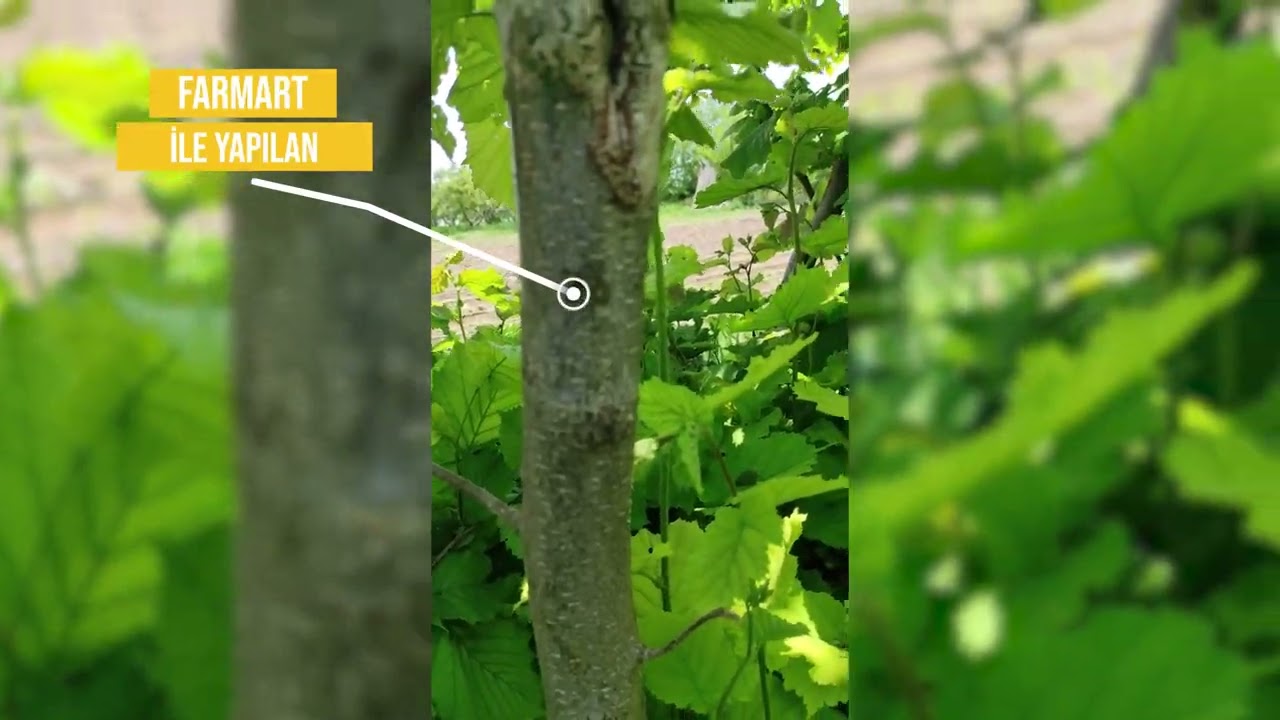 FARMART FINDIK SİLKELEME