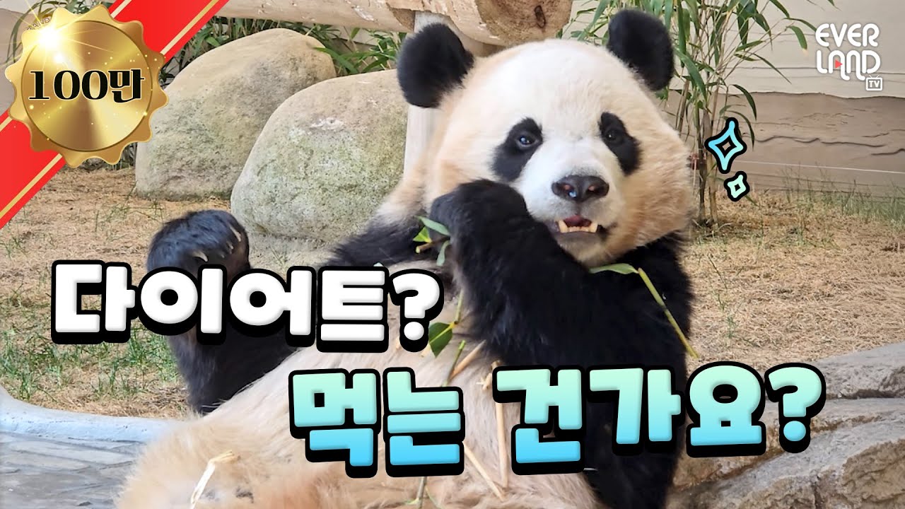 대나무는 살 안 쪄요 살은 우리가 쪄요🐼🐼｜#판다와쏭 #237