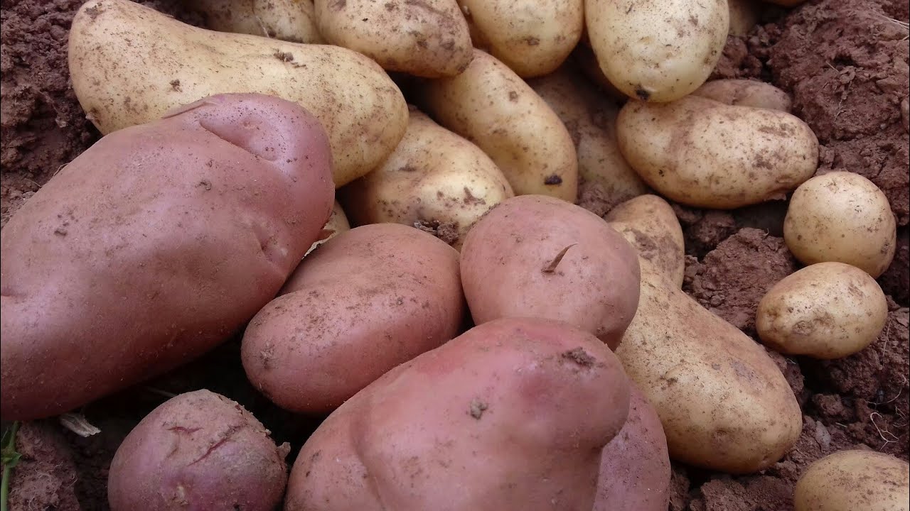 جني بطاطس والبرقوق الاحمر نضج batata d rbaqoq iyarmaouas