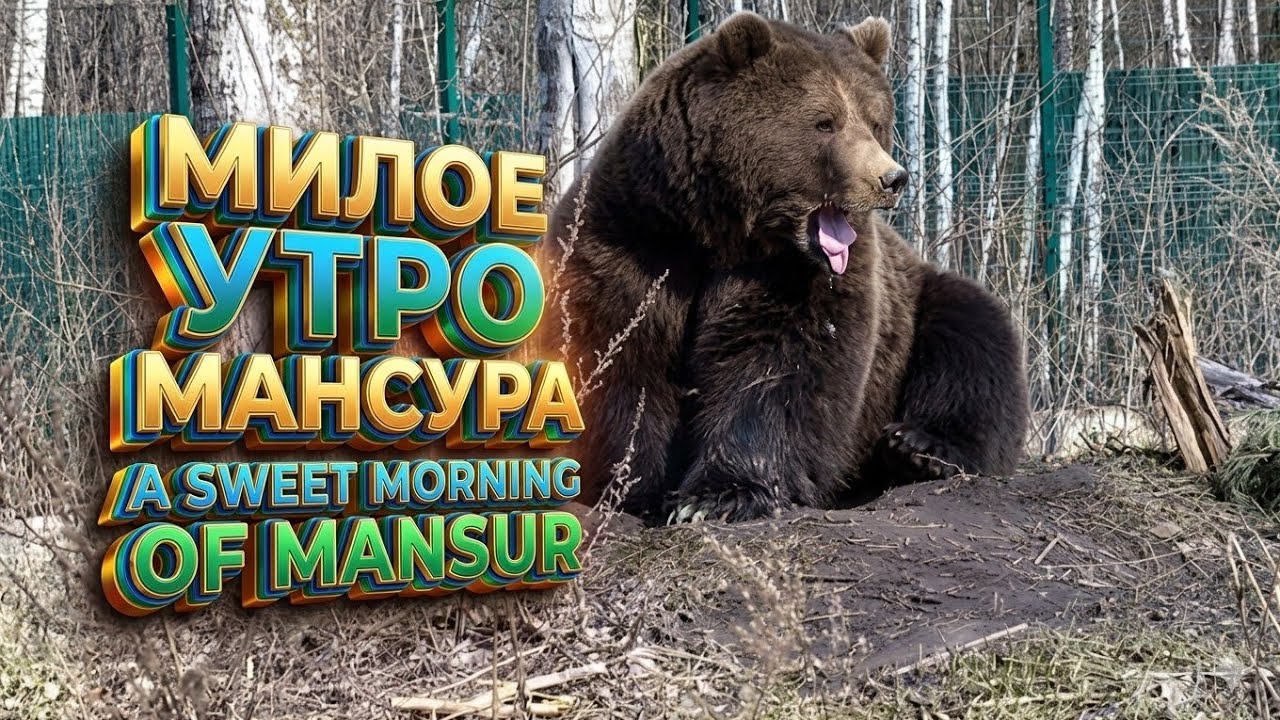 МИЛОЕ УТРО МАНСУРА🐻A sweet morning of Mansur_2/4/26