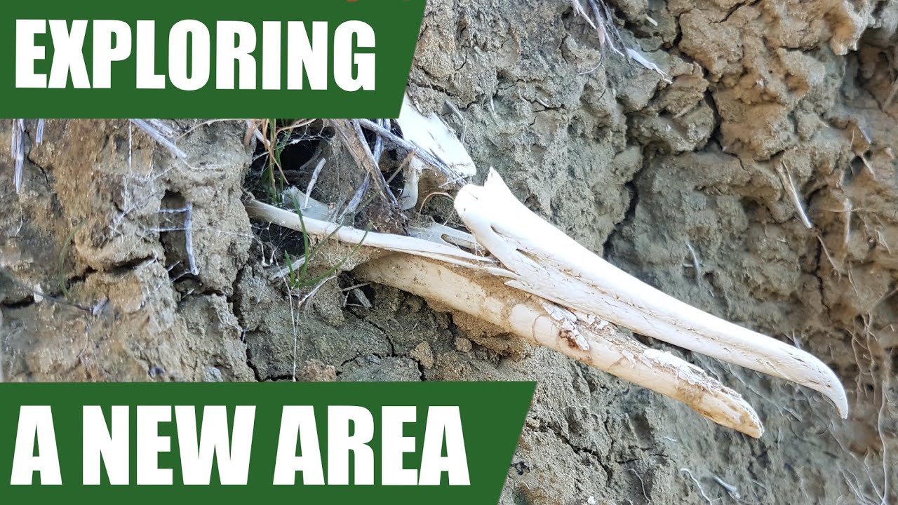 Fossil hunting a new area and a tricky fossil prep - fossil crabs, bird skull and a large nautiloid