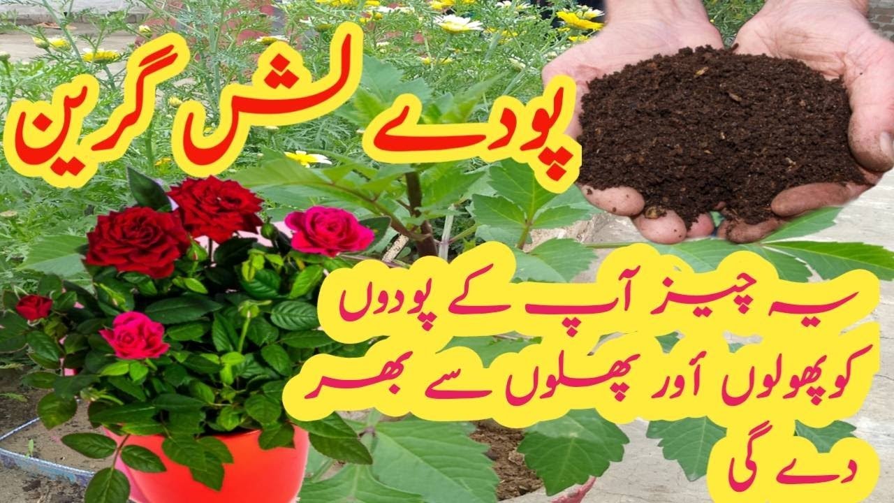 Testing the BEST Organic Fertilizers for Plants