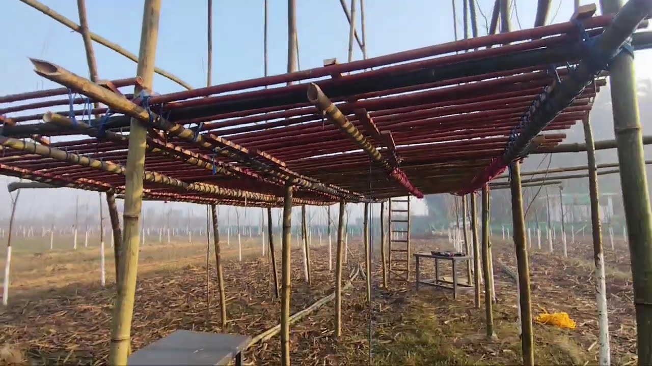 MachaanEP-3 #whitehouseinjungle #youtube #youtubevideos #viral #viralvideo #youtubechannel #ytviral 