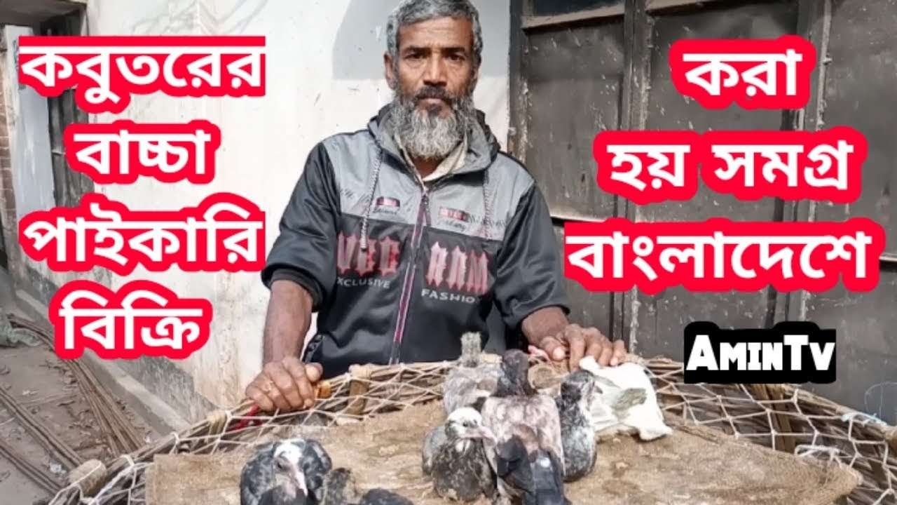 কবুতরের বাচ্চা পাইকারি বিক্রি করা হয়।সমগ্র বাংলাদেশে।AminTv