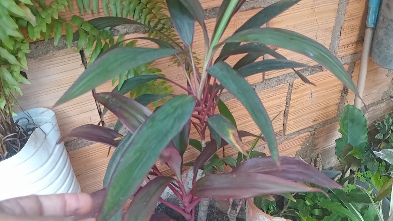 Mostrando as minhas plantas  