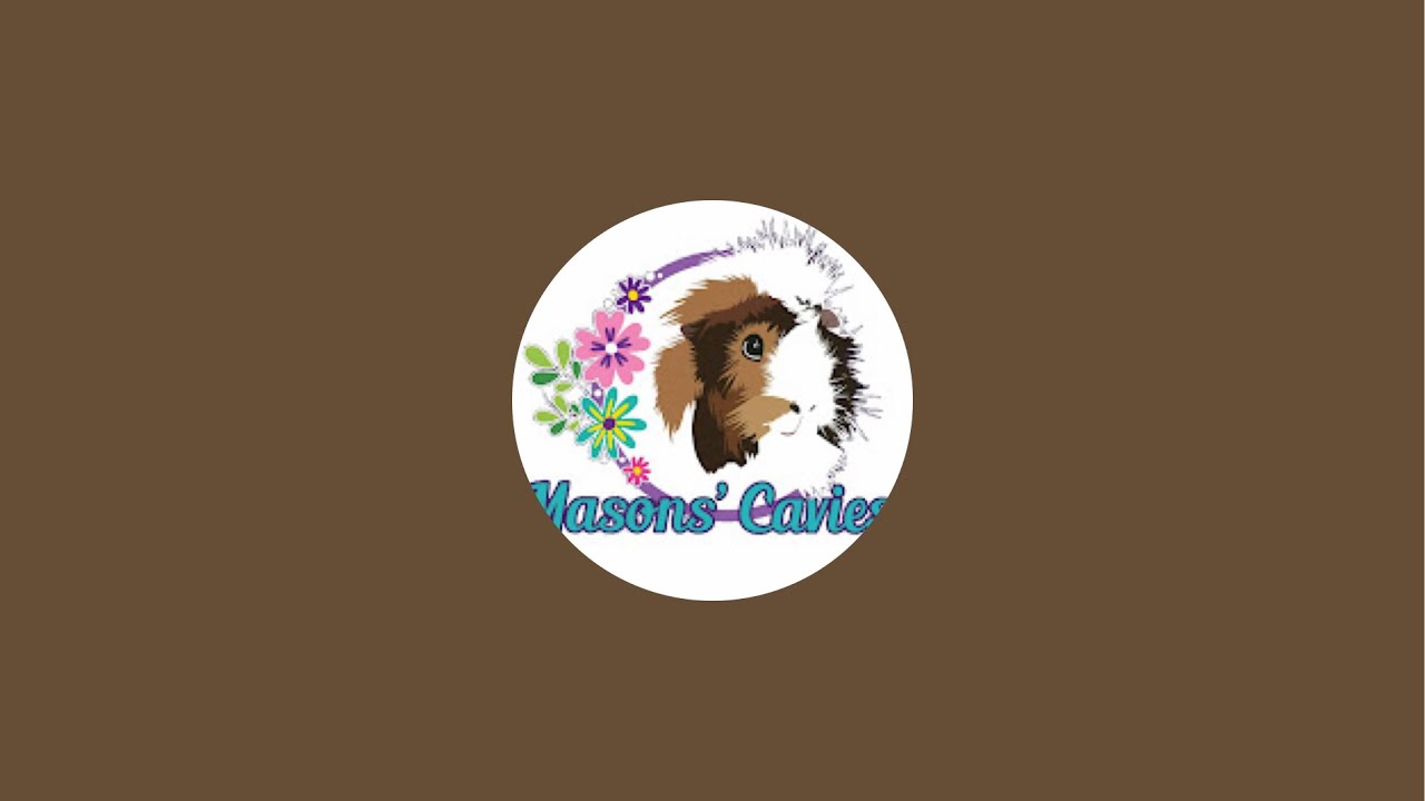 Masons Cavies is live