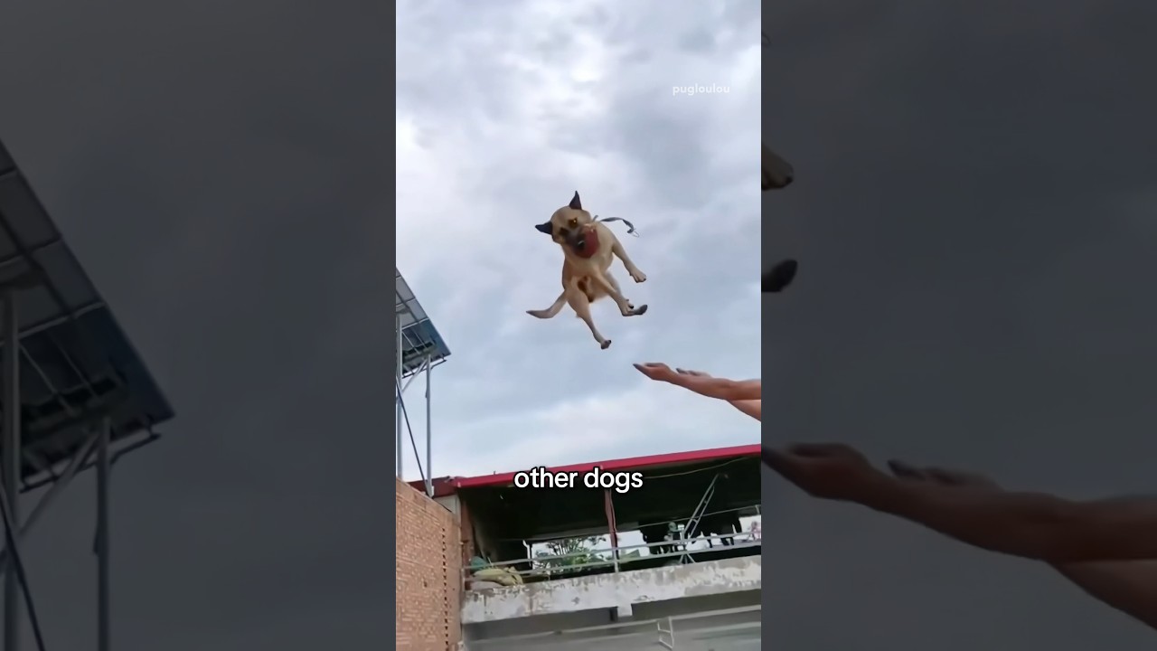 OTHER dogs vs MY dog 😂 #pug #dog #funny