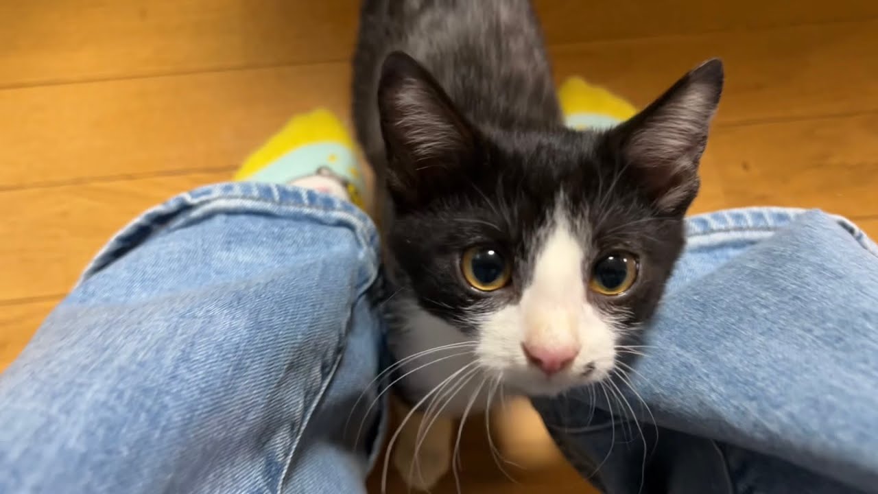 【祝】新入り子猫が初めてお返事してくれました！！！！！！！！！