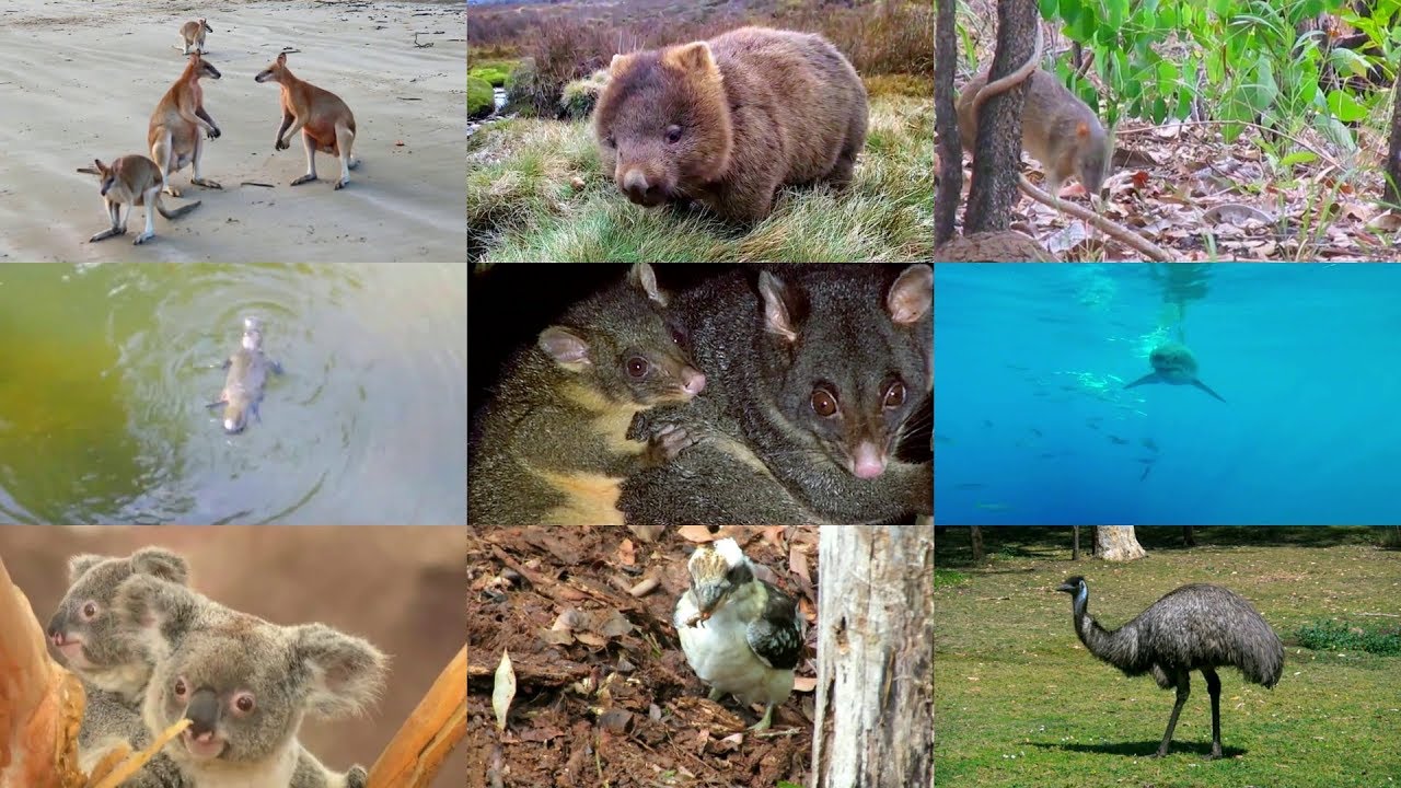 Animales australianos para niños (con vídeos)