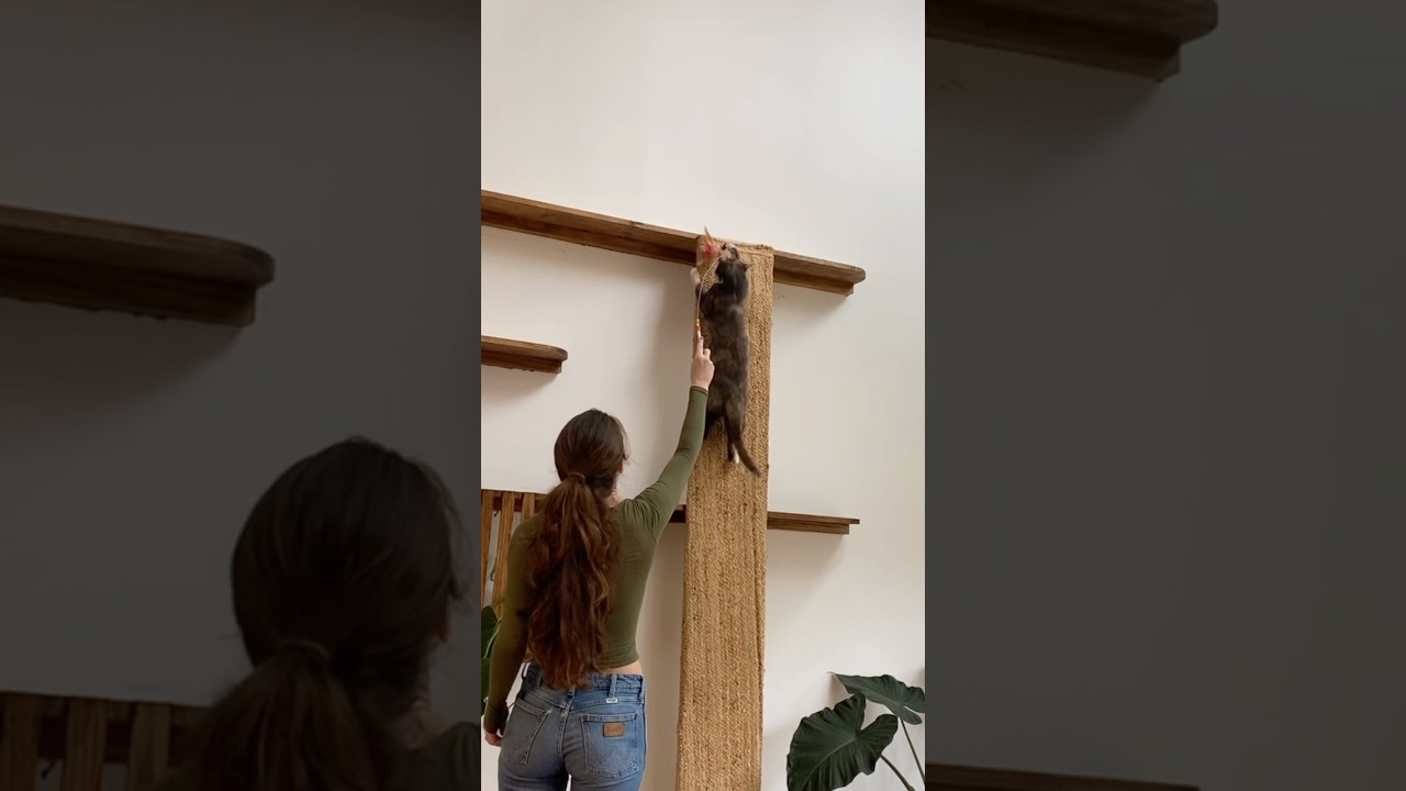 I built a diy cat wall and I&rsquo;m SO proud of it! definitely my favorite project yet