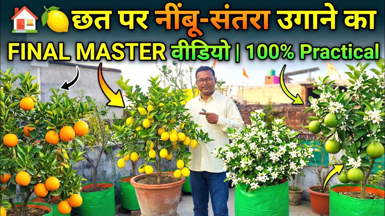 🏠🍋 छत पर नींबू-संतरा उगाने का FINAL MASTER वीडियो | 100% Practical