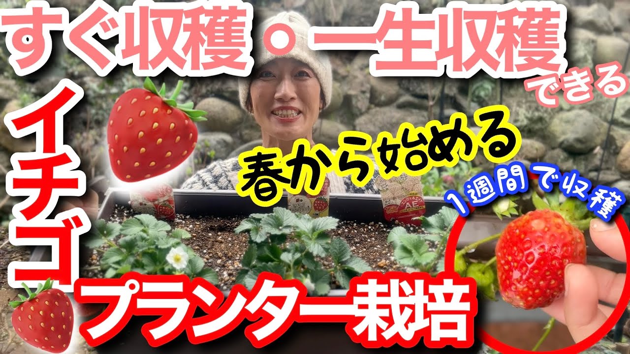 【春から始めるイチゴ栽培】春なら最速1週間で収穫可能🍓一度植えれば一生イチゴ収穫を楽しみ続ける方法（植え方次第では、楽に管理できちゃうよ‼️）/ 人工授粉の方法も/話題の白イチゴあり【家庭菜園】