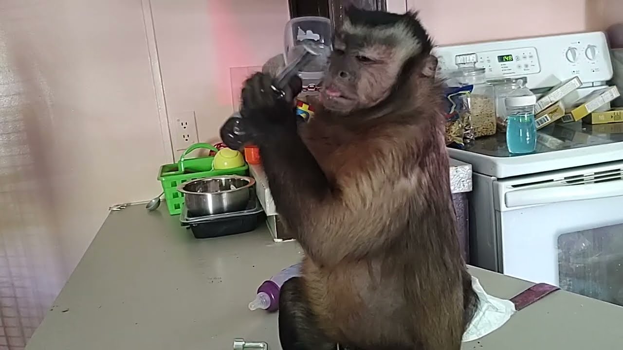 I Like To Work It WORK IT Capuchin Monkey