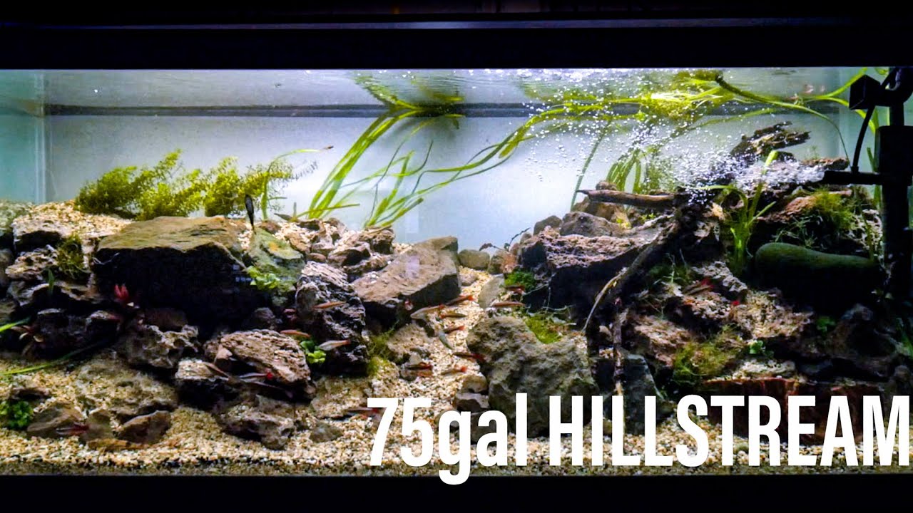 75 Gallon Hillstream Aquarium