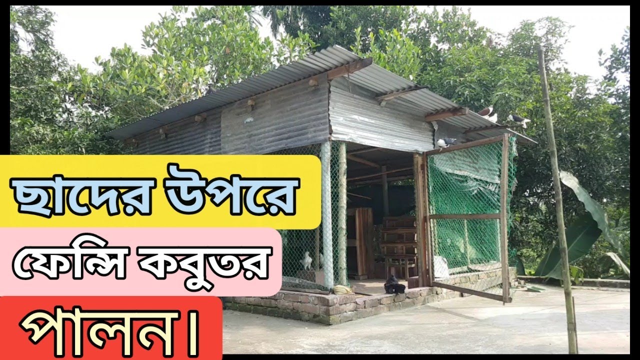 ছাদের উপরে ফেন্সি কবুতর পালন | ফেন্সি কবুতর পালন পদ্ধতি | ফেন্সি কবুতর পালনে অনেক লাভ |EP-26