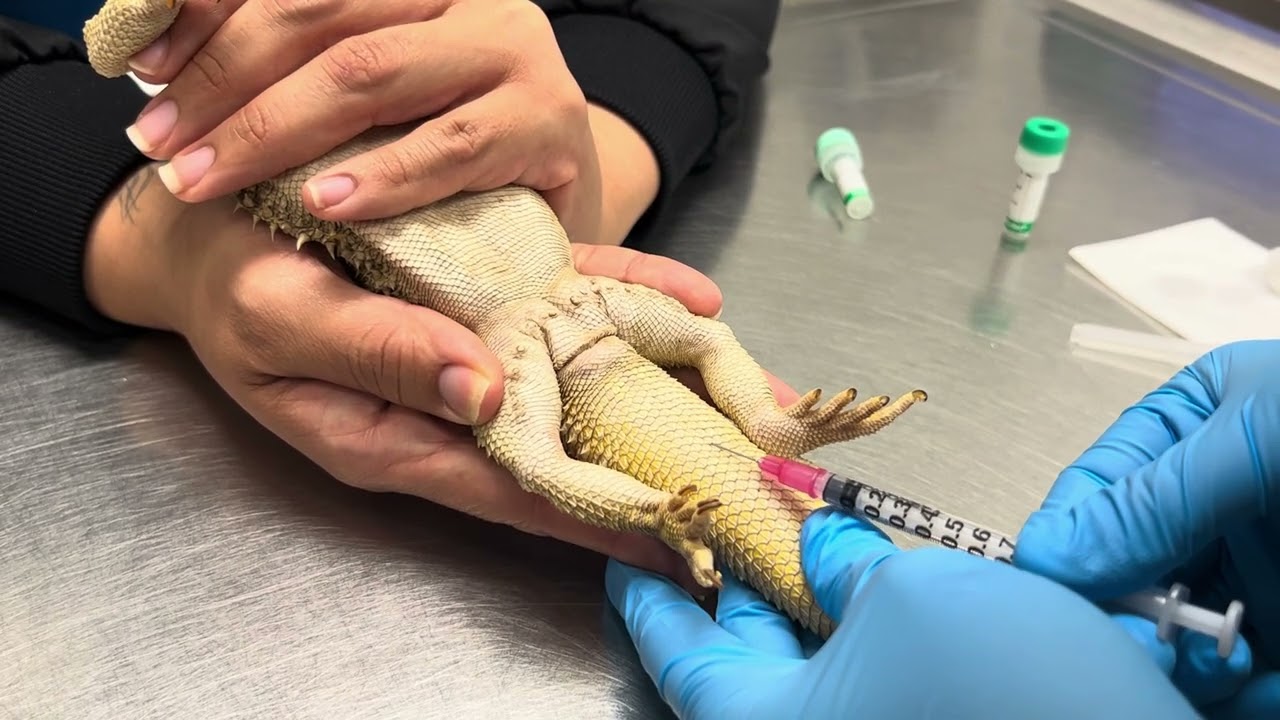 Bearded Dragon: Blood Draw ( Lizard Phlebotomy )