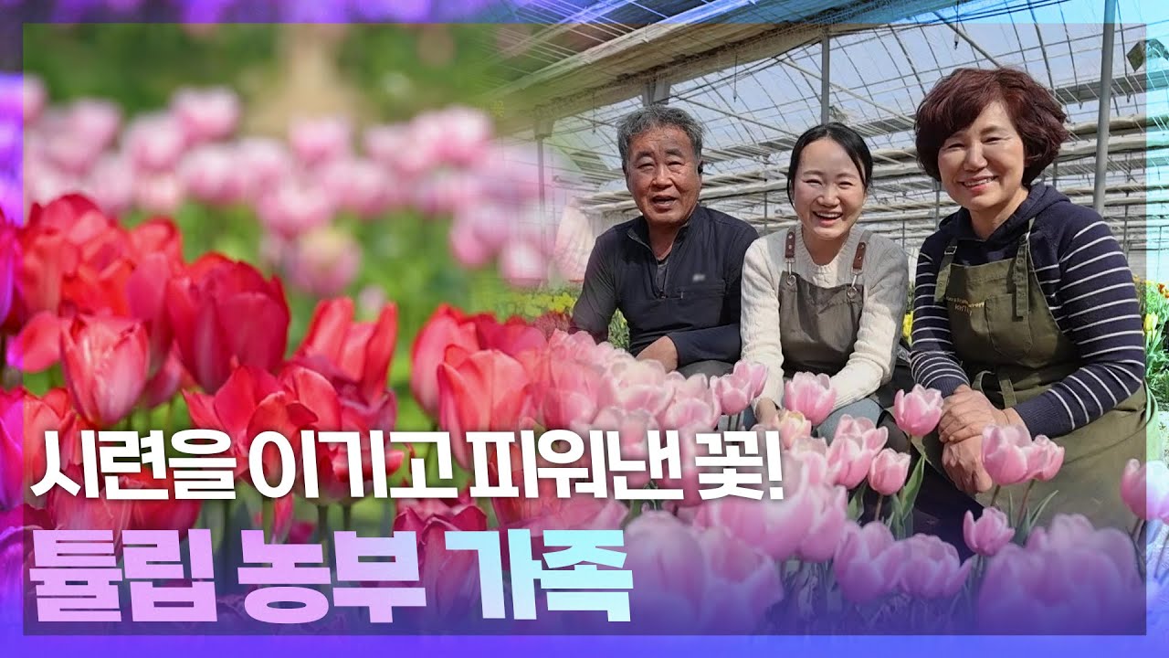 시련을 이기고 피워낸 꽃! 튤립 농부 가족🌷 [동네 한 바퀴] | KBS 260307 방송