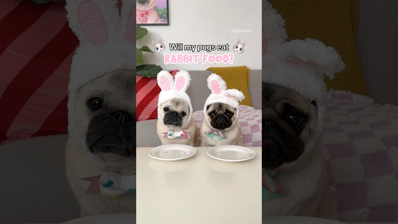Will my PUGS eat RABBIT food? 🐰🥬🥕 #pug #dog #asmr