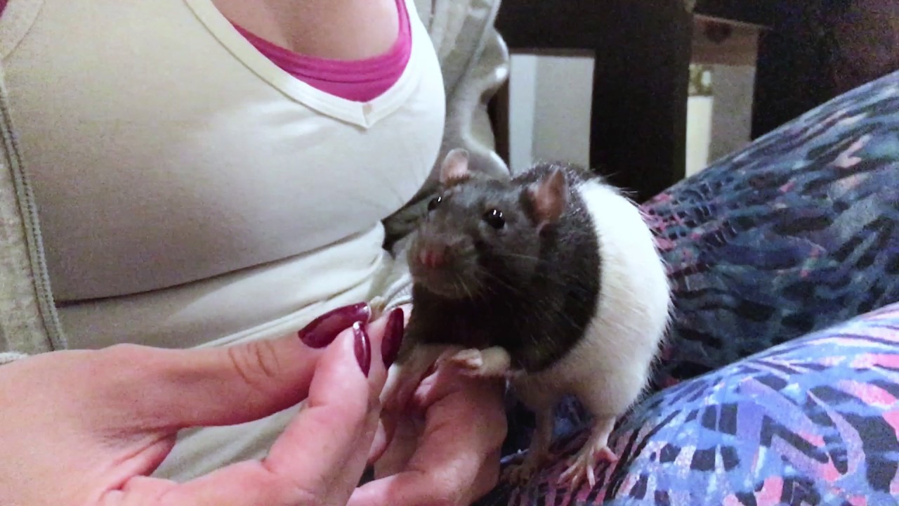 Brincando com nossos ratos twister