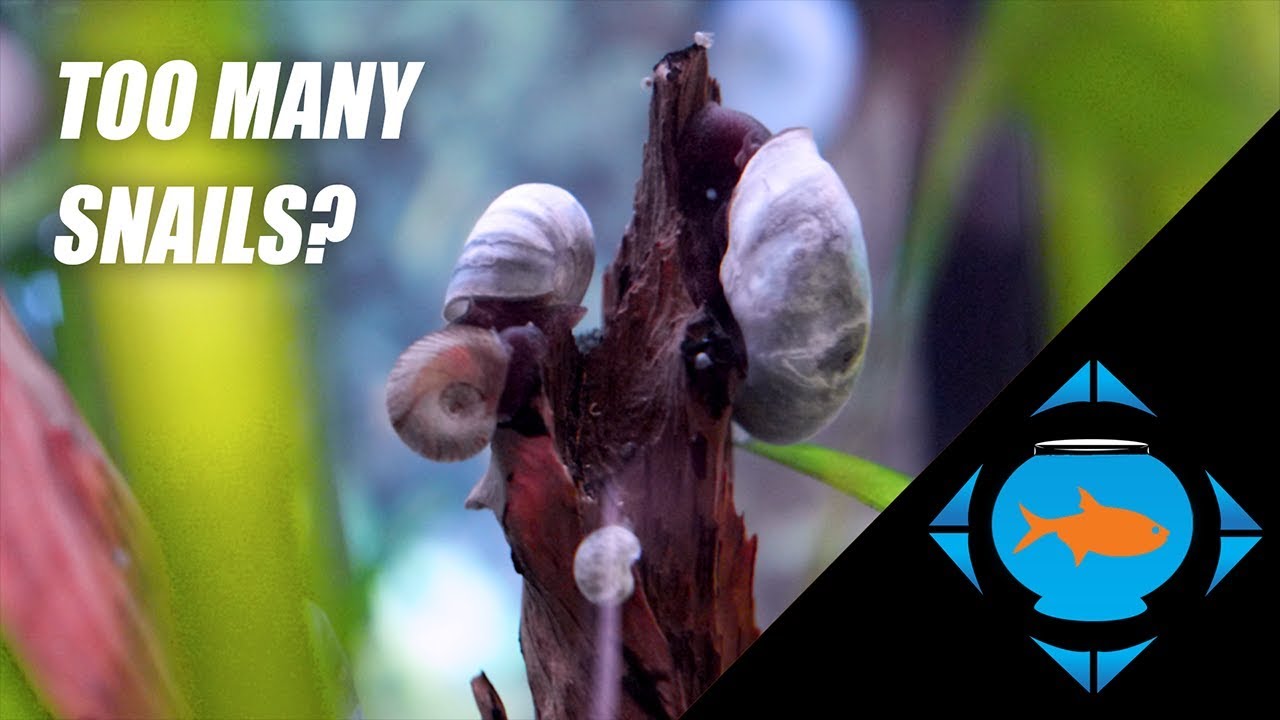 How to control your snail population