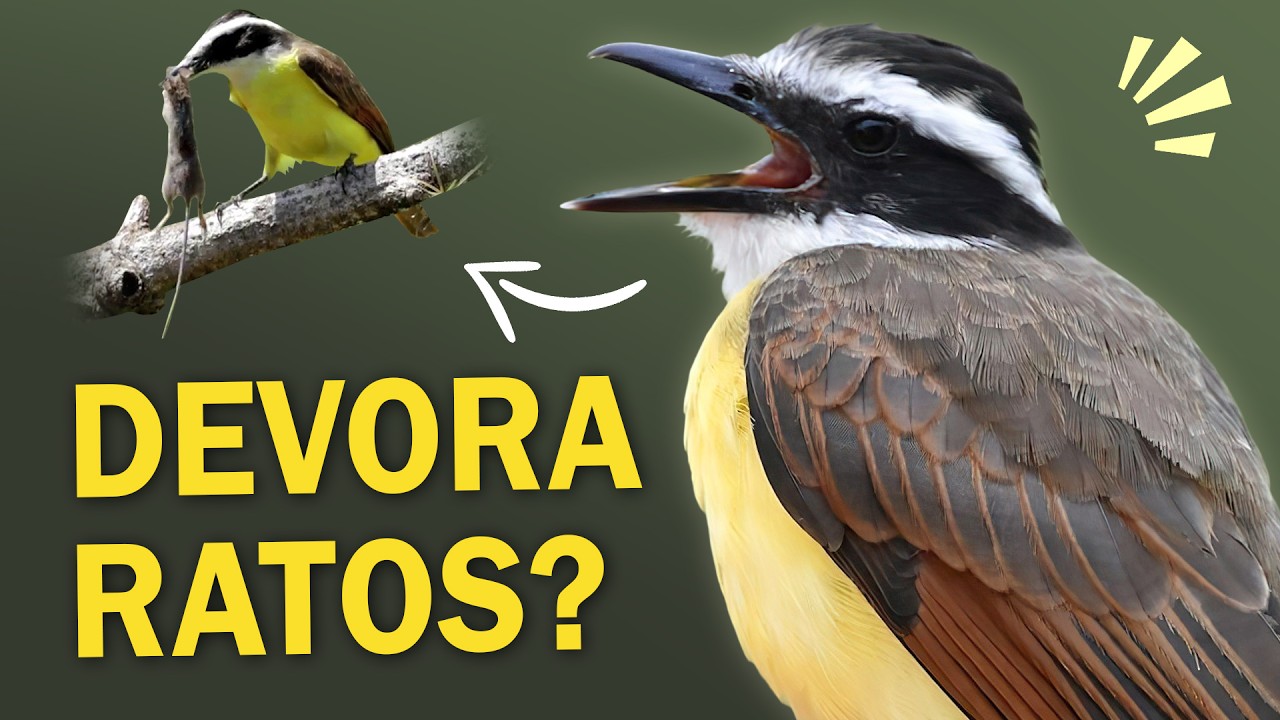 BEM-TE-VI: TODOS os CANTOS e curiosidades da ave mais popular do Brasil