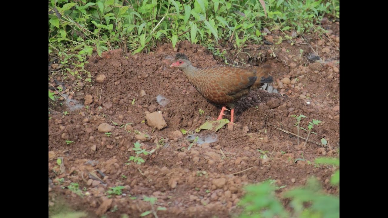 Red SpurFowl
