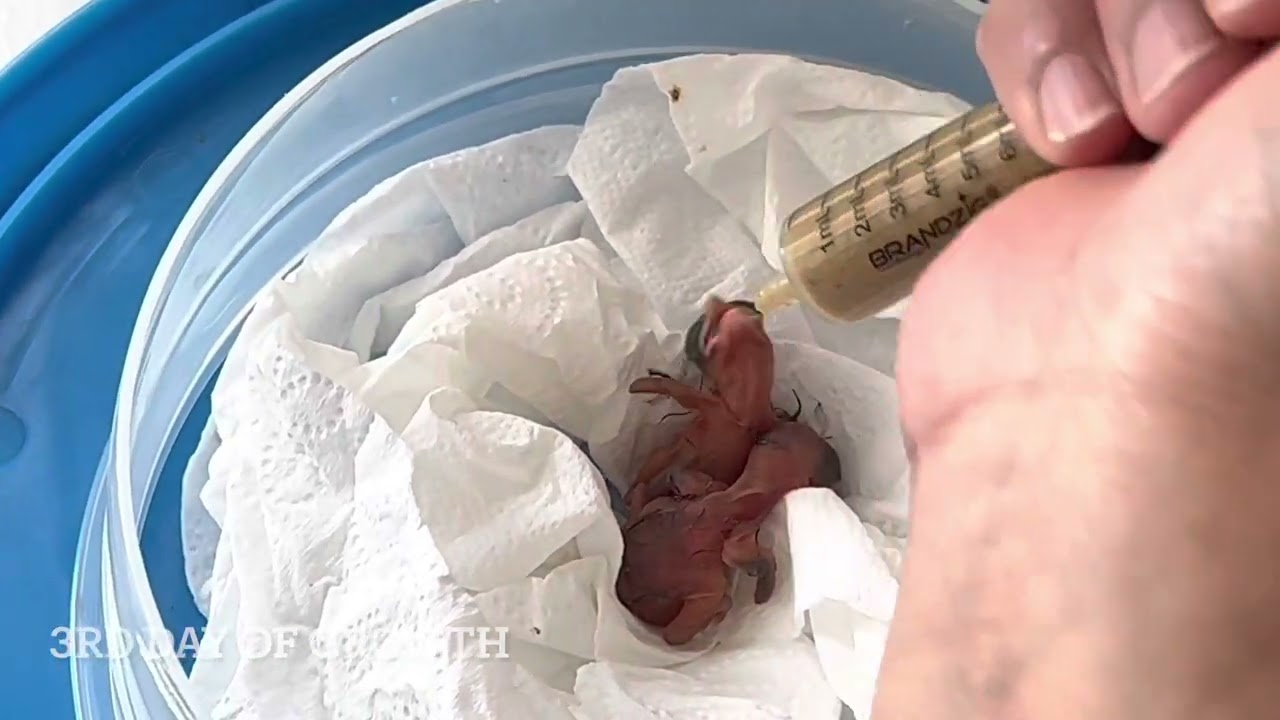 Baby cardinal bird, growing from 0 to 17th day of his life.￼