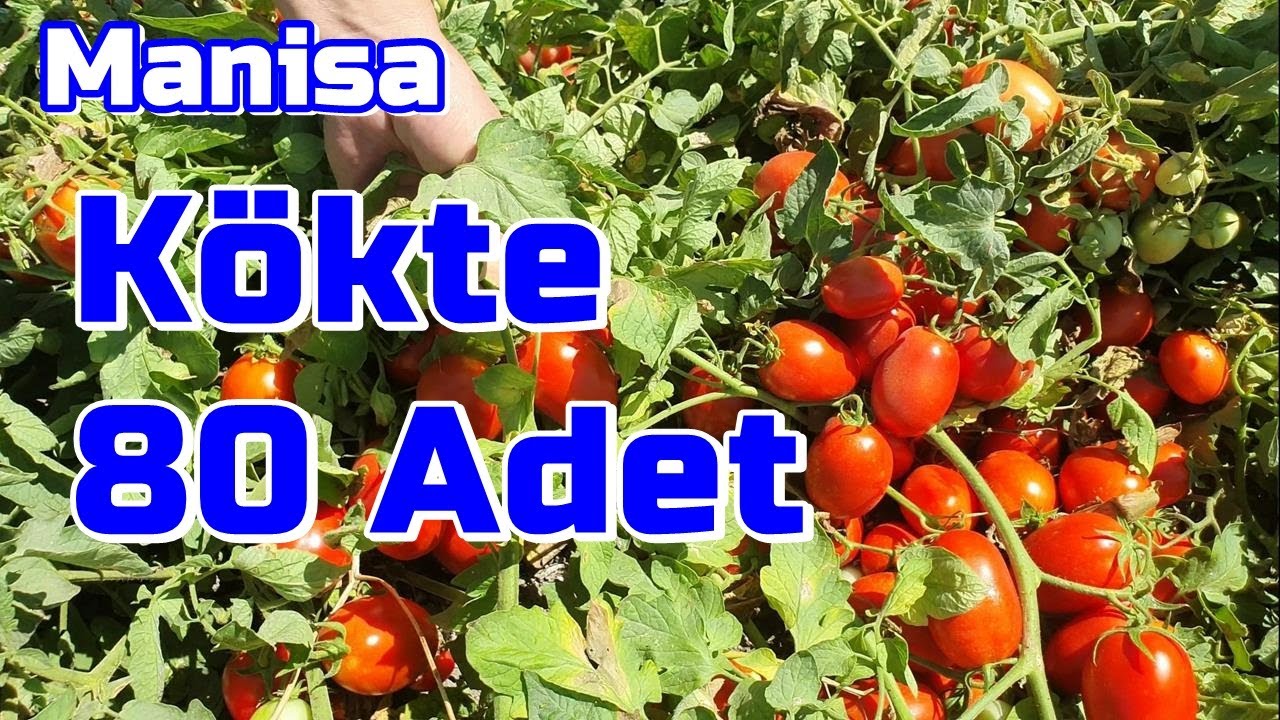 Manisa - Domates Gübreleme - Çiçek Dökülmesi - Tutum - Verimi Artırmak - Domates Kaç Günde 1 Sulanır