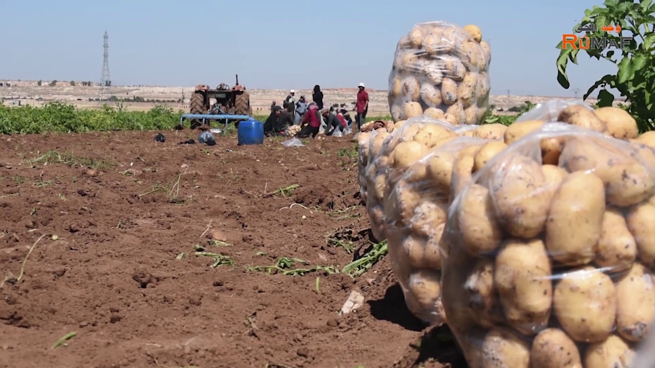 موسم زراعة البطاطا في ريف حلب الشهباء