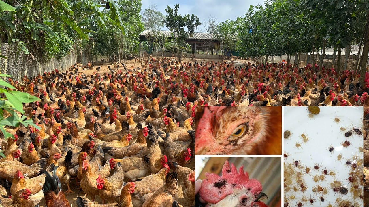 Instructions on how to completely get rid of chicken mites safely and non-toxicly - Chicken farming