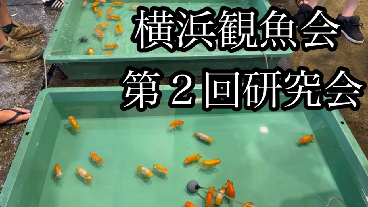 横浜観魚会の第２回研究会に行ってきました！
