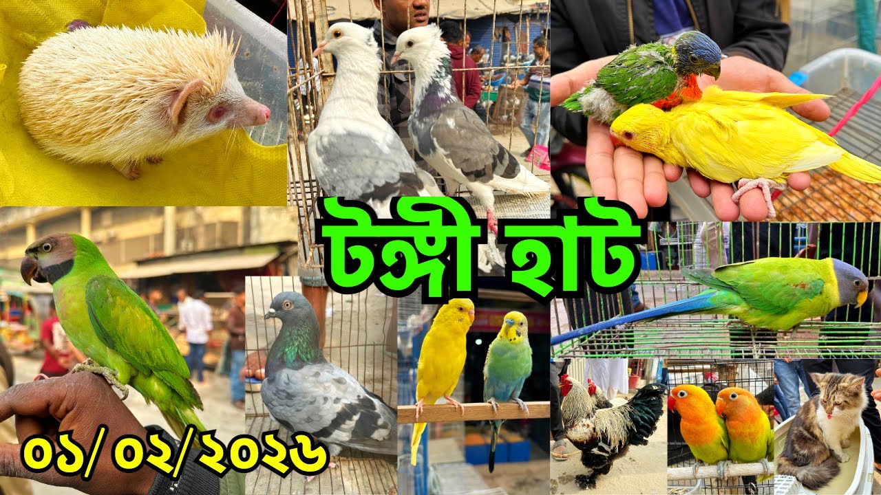 হাটে উঠেছে হেজহগ | টঙ্গী হাট | কবুতরের দাম বাড়তি | প্রতি রবিবার | Sunday | Tongi Pet Market #873
