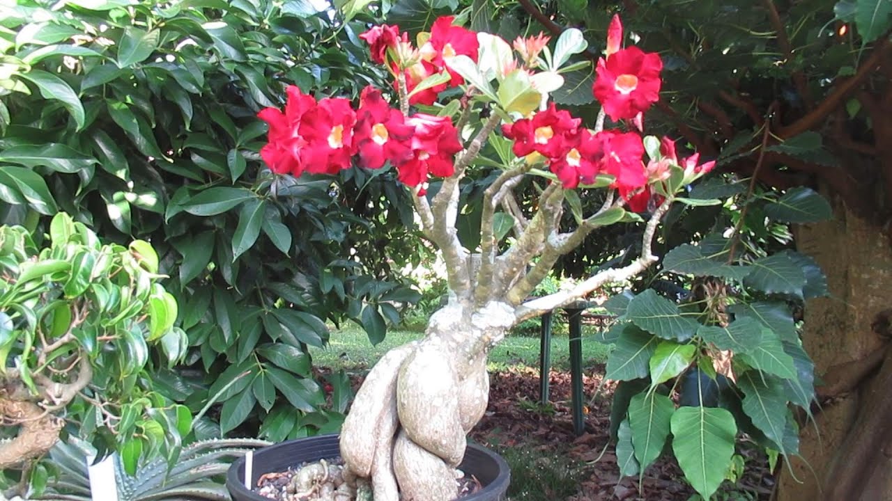 What is Adenium Socotranum and what is Adenium Thai Socotranum