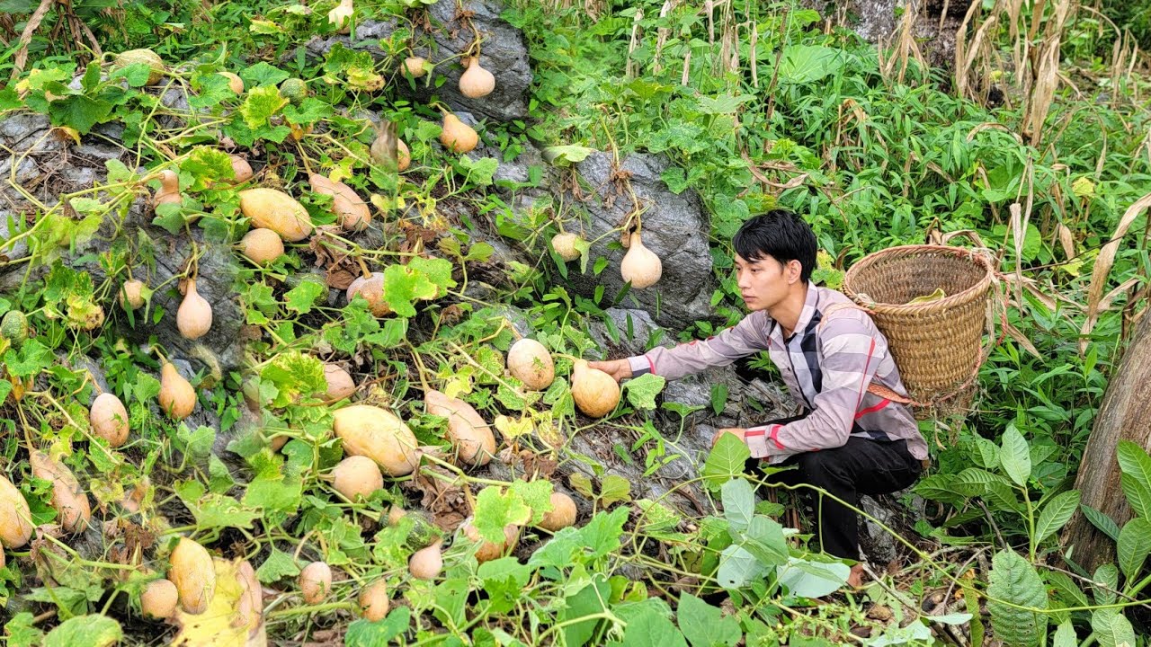 FULL VIDEO 30 DAYS: Harvesting squash and fruits to sell, Simple cooking alone | Triệu Văn Tính