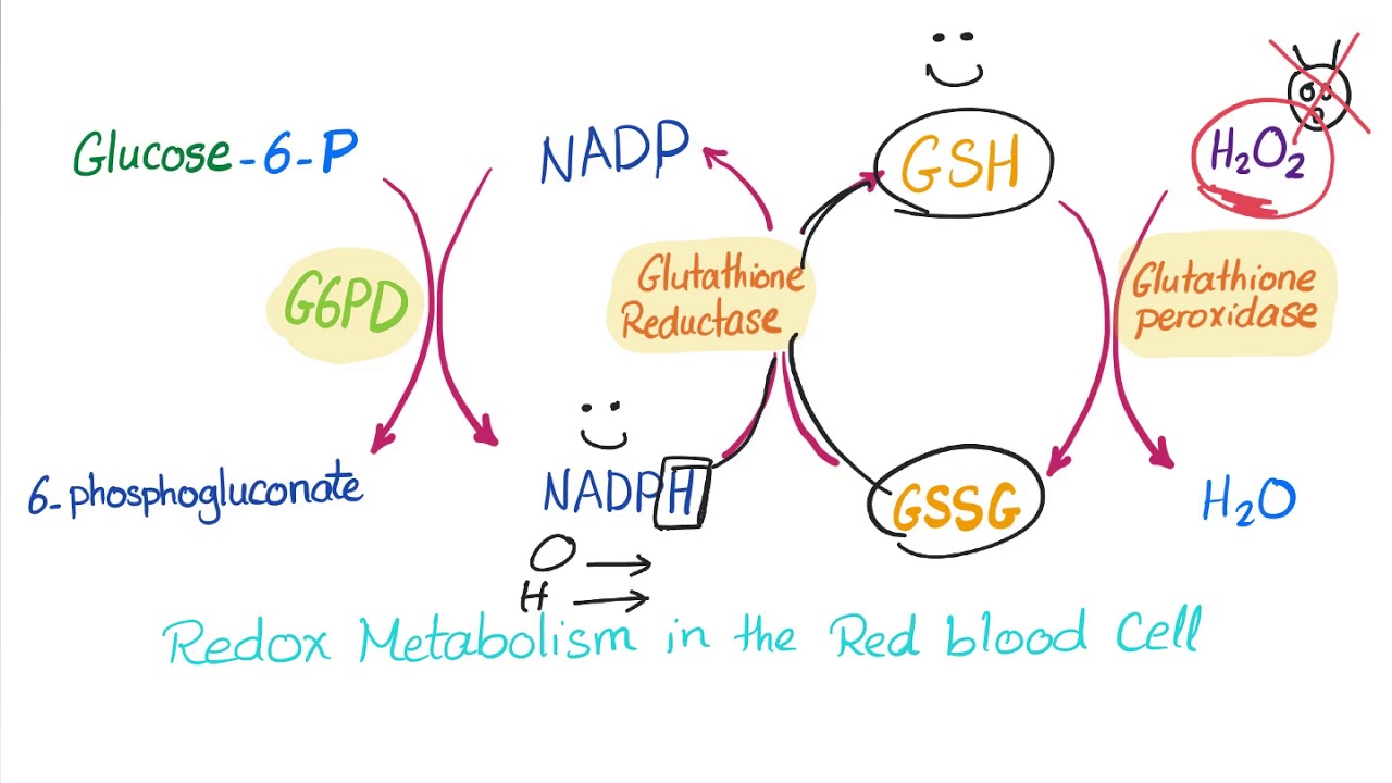 Glucose-6-phosphate Dehydrogenase (G6PD) Enzyme - ROS Scavenger- Biochemistry & Hematology