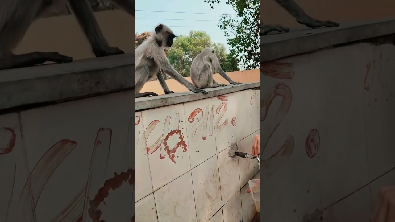 🐒🐒🐵🐵Hanuman king 👑👑 Subscribe please Dosto 🙏🙏🌹🙏 Jai shree Ram 🙏🙏
