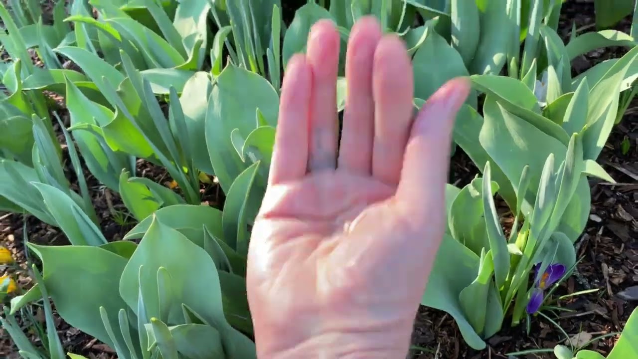 Garden Video-Journal/Tour: 3/24/24