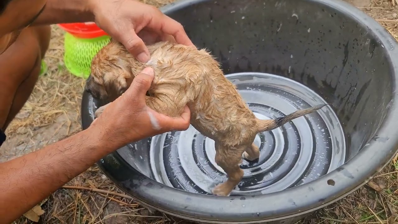 Gentle Care for a Puppy: Washing and Flea Cleaning | Paw & Hoof Life |  4K60FPS